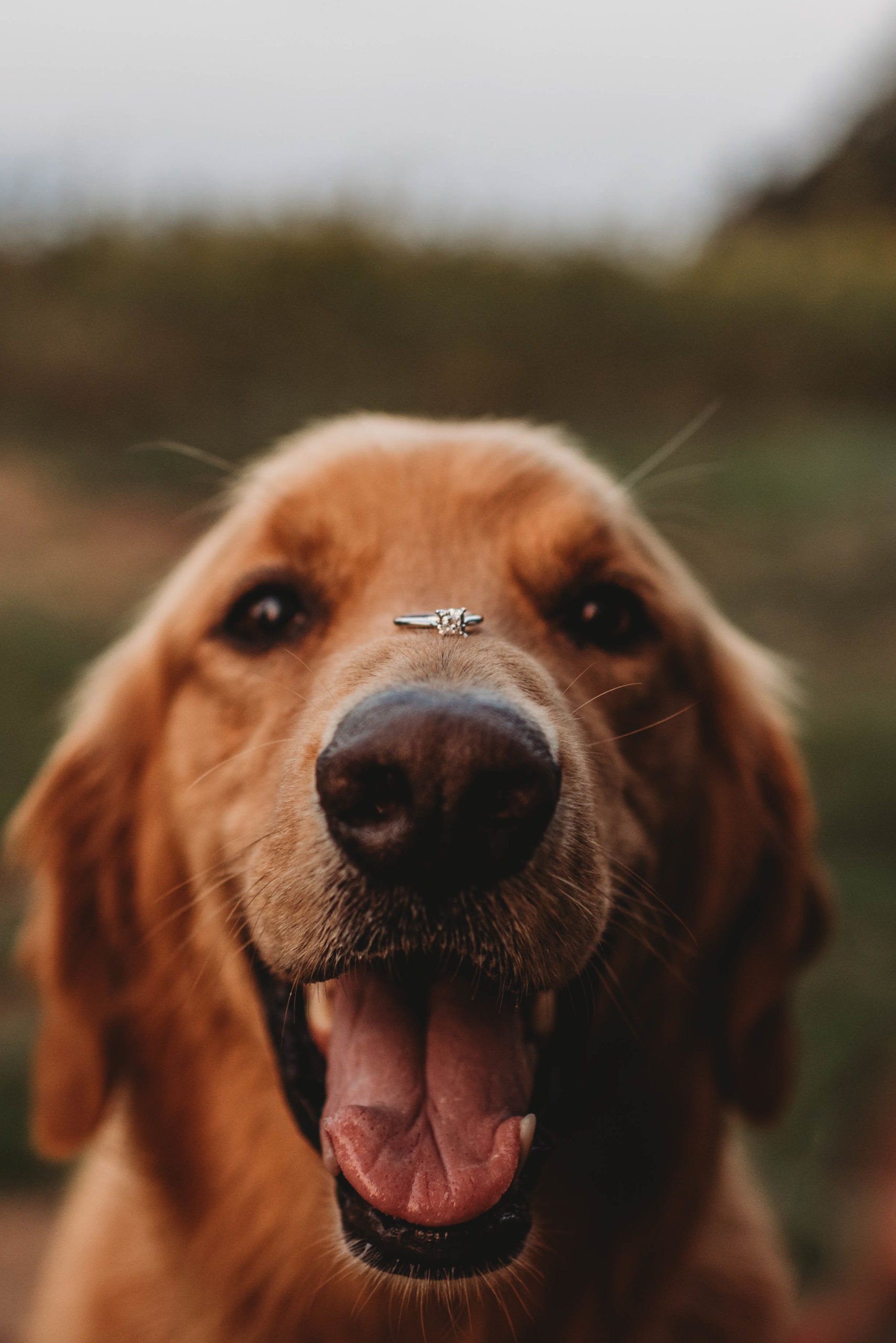 dog with engagement ring on his nose